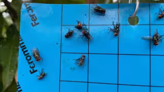 El proyecto piloto de supresión de la mosca que causa esta plaga consiste en un trampeo estratégico a través de atrayentes orgánicos