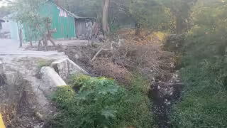 Árbol cortado por Obras Públicas quedó dentro de un dren en Escárcega.