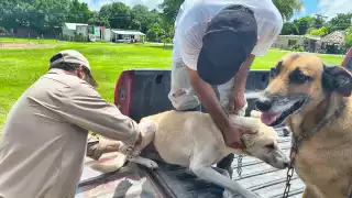 La Secretaría de Salud de Campeche realizará una jornada intensiva de vacunación antirrábica gratuita este martes 21 de octubre de 2025.