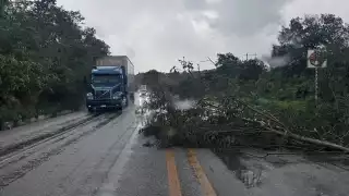 Algunos árboles caídos bloquearon algunas vías.