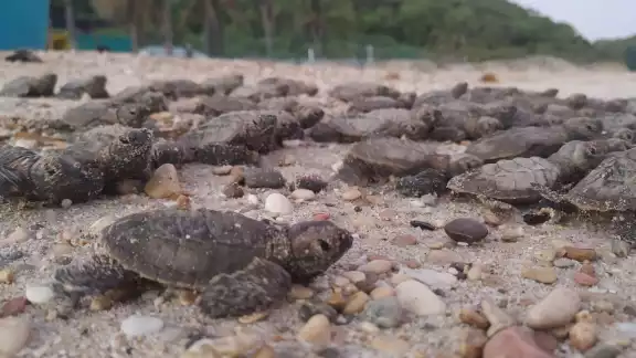 El Programa de Protección y Conservación ha registrado miles de nidos protegidos El Programa de Protección y Conservación ha registrado miles de nidos protegidos