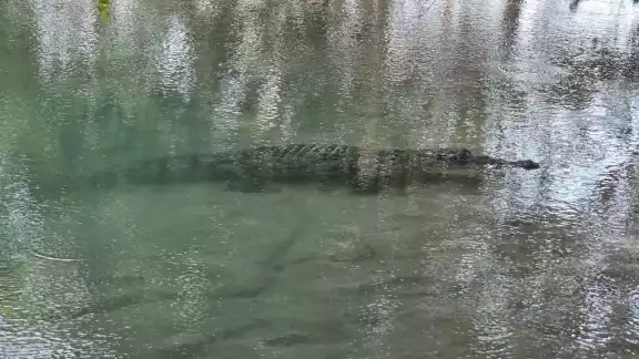 Hombre de mar daba mantenimiento a su lancha en el malecón cuando apareció un saurio Hombre de mar daba mantenimiento a su lancha en el malecón cuando apareció un saurio