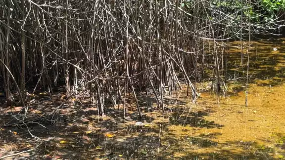 Manglares de Quintana Roo se encuentran en peligro de extinción Manglares de Quintana Roo se encuentran en peligro de extinción