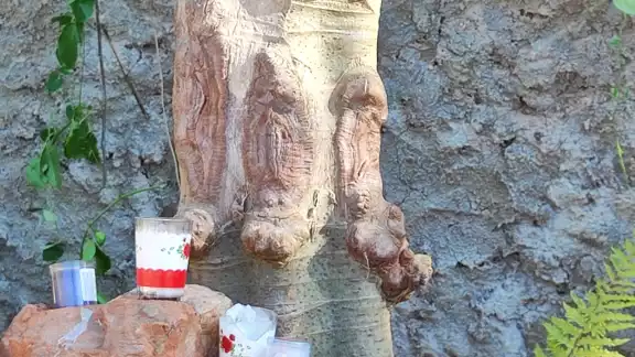 Habitantes de Tahdziú descubren en un árbol lo que parece ser la silueta de la Guadalupana Habitantes de Tahdziú descubren en un árbol lo que parece ser la silueta de la Guadalupana