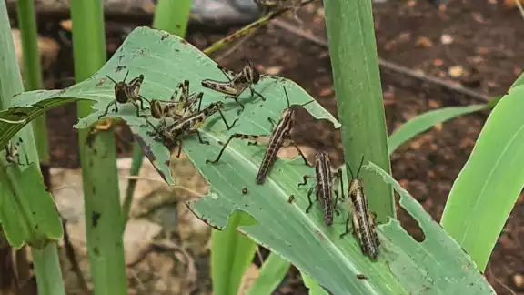 Siete Mangas de Langosta Afectan Sector Agrícola de Hopelchén