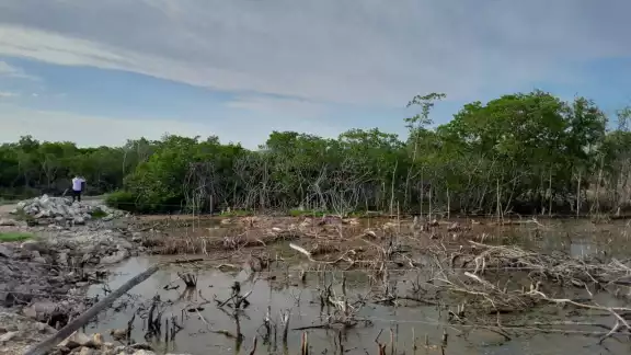 Profepa clausura varias zonas de San Felipe por el relleno de humedales y destrucción del manglar Profepa clausura varias zonas de San Felipe por el relleno de humedales y destrucción del manglar