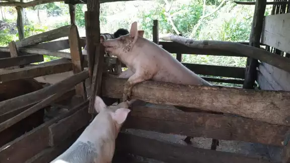 El hombre murió luego de que el cerdo lo mordiera en varias ocasiones El hombre murió luego de que el cerdo lo mordiera en varias ocasiones
