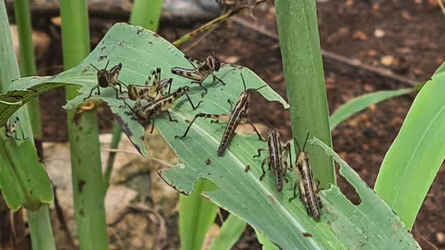 Siete Mangas de Langosta Afectan Sector Agrícola de Hopelchén