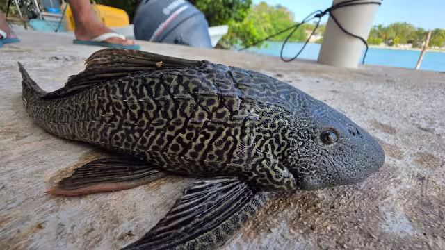 Mantienen monitoreo de pez diablo en Bacalar