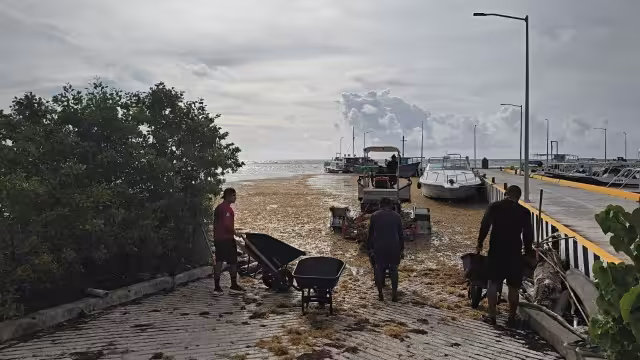 Recolectan toneladas de sargazo en las playas de Xcalak y Mahahual