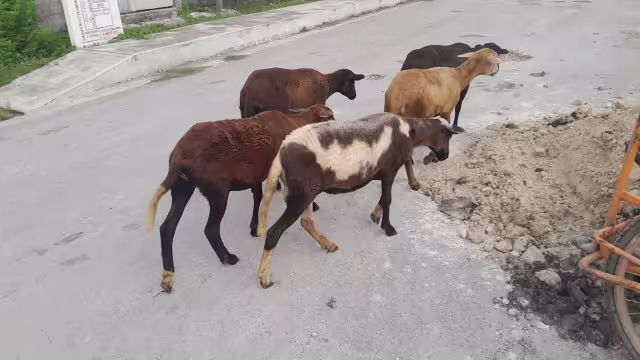 Piden a los dueños resguardarlo
