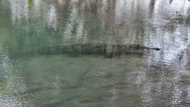 Hombre de mar daba mantenimiento a su lancha en el malecón cuando apareció un saurio