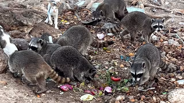 Algunos de ellos se han vuelto agresivos y llegan a abalanzarse contra las personas, lo que representa un peligro