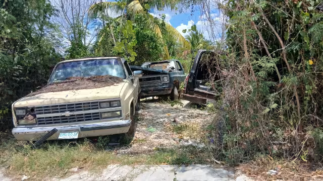 Hombre es atacado por abejas.