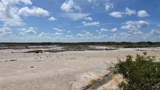Se presenta el fenómeno de vaciante marina en San Crisanto, lo que es aprovechado por aves migratorias