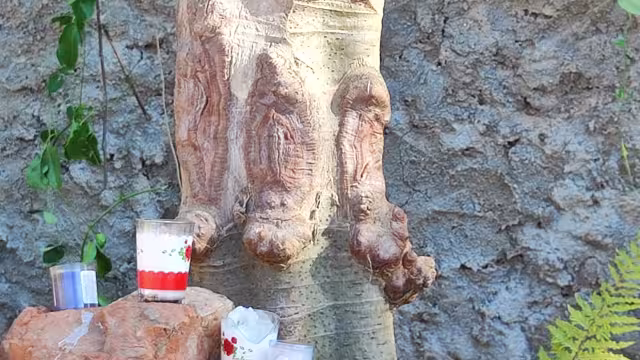 Habitantes de Tahdziú descubren en un árbol lo que parece ser la silueta de la Guadalupana