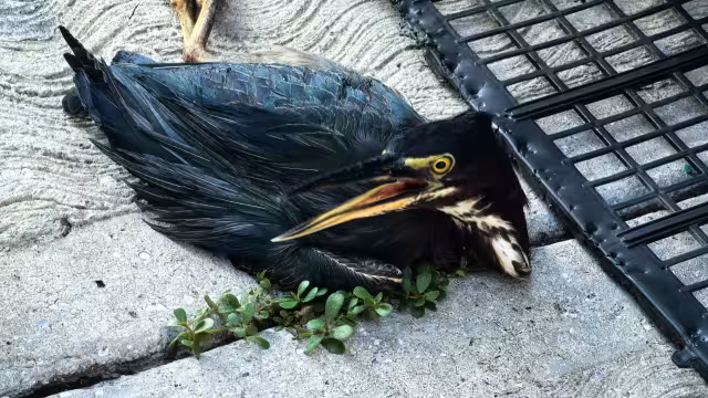 Piden crear espacio veterinario especializado para fauna silvestre en Carmen