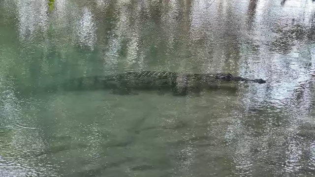 Hombre de mar daba mantenimiento a su lancha en el malecón cuando apareció un saurio