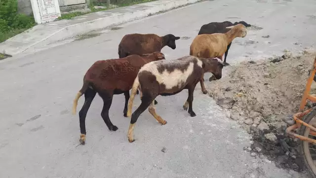 Piden a los dueños resguardarlo