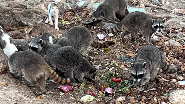 Algunos de ellos se han vuelto agresivos y llegan a abalanzarse contra las personas, lo que representa un peligro