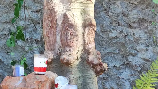 Habitantes de Tahdziú descubren en un árbol lo que parece ser la silueta de la Guadalupana