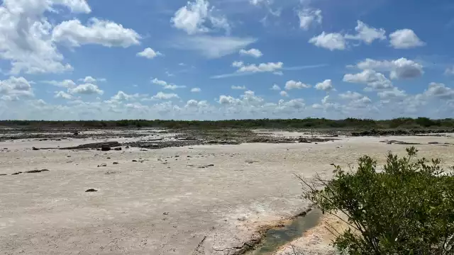 Se presenta el fenómeno de vaciante marina en San Crisanto, lo que es aprovechado por aves migratorias
