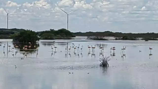 La población de flamencos registra un aumento en Progreso