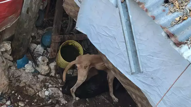 Con la temporada de lluvia, los casos de maltrato han aumentado en un 10 por ciento