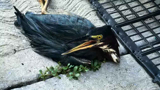 Piden crear espacio veterinario especializado para fauna silvestre en Carmen