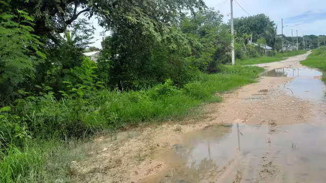 Mosquitos, una amenaza de dengue