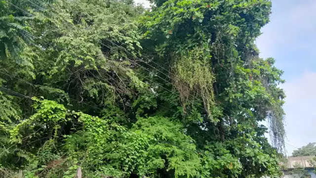 Germán Félix Canche y María Domínguez López piden poda de árbol por riesgo eléctrico.