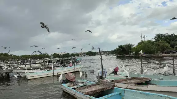 Marea roja en Yucatán: corrientes marinas protegen a la costa campechana