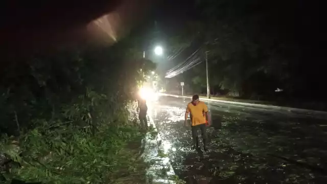Tormenta provoca la caída de un framboyán en la avenida del CONALEP