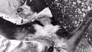 Maltrato animal en Campeche: caso vinculado a violencia familiar