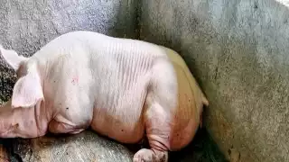 Autoridades policiacas siguen los pasos a un individuo señalado de cometer zoofilia en un rancho