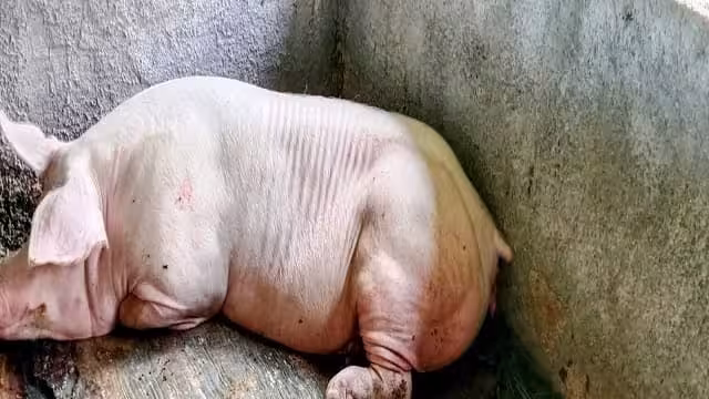 Autoridades policiacas siguen los pasos a un individuo señalado de cometer zoofilia en un rancho