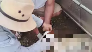 Alarma en Hunucmá:  Reportan nuevo caso de envenenamiento de mascotas 