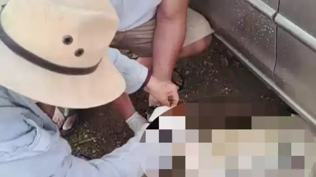 Un nuevo caso de envenenamiento de mascotas de suscitó en Hunucmá