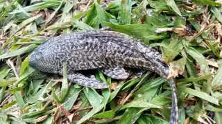 Continúan hallazgos de pez diablo en el sur de Quintana Roo