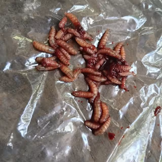 Cofopecam confirma el primer caso de gusano barrenador