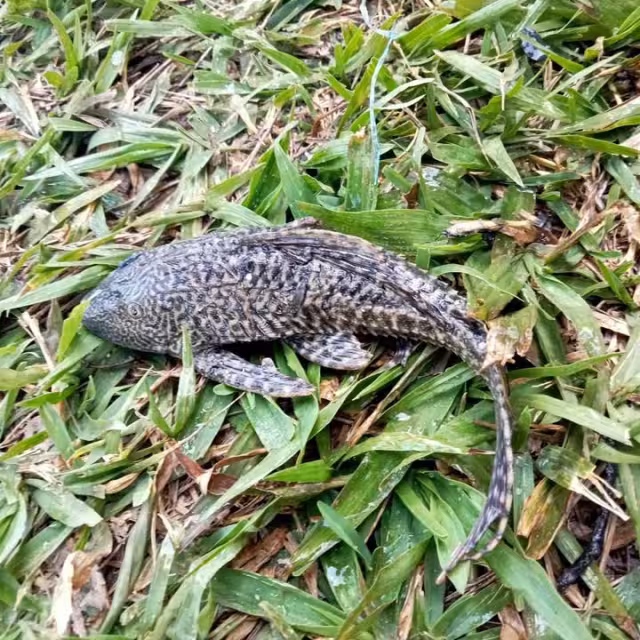El pez diablo no cuenta con depredadores en la zona sur, convirtiéndolo en una especia invasora.