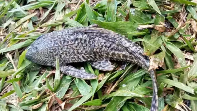 El pez diablo no cuenta con depredadores en la zona sur, convirtiéndolo en una especia invasora.