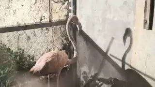 Flamenco causa revuelo en Villamadero; esperan su reintegración al hábitat natural