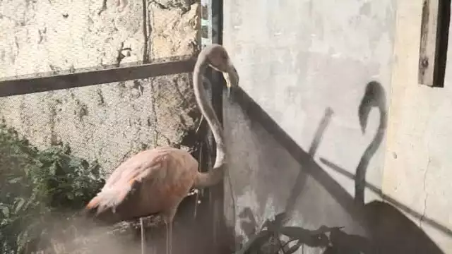 Flamenco desorientado es rescatado en Seybaplaya