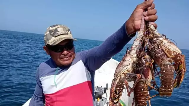 Se mantiene baja la captura de langosta