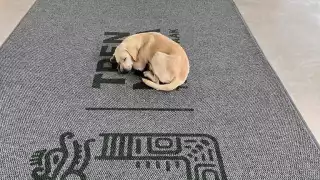 Noble gesto: Empleados del Tren Maya en Campeche brindan refugio a un lomito