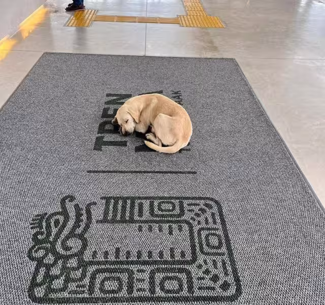 Empleados de la estación del Tren Maya brindaron refugio a un perrito ante las inclemencias del tiempo