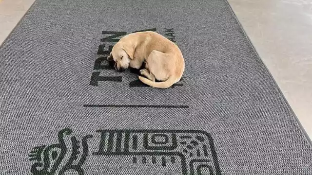 Empleados de la estación del Tren Maya brindaron refugio a un perrito ante las inclemencias del tiempo