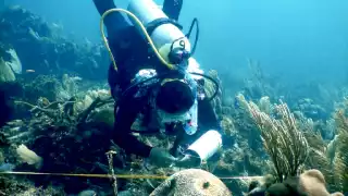 Playa del Carmen se convierte en el destino más contaminante de arrecifes