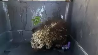  Fauna salvaje invade zonas urbanas de Campeche por calor extremo